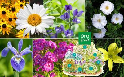 Цветник с обложки: романтичный уголок с розой и ромашками для маленького сада - ogorod.ru