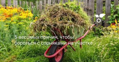 5 весомых причин, чтобы бороться с сорняками на участке - botanichka.ru - Россия