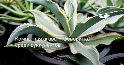 Комнатная агава — фаворитка среди суккулентов - botanichka.ru