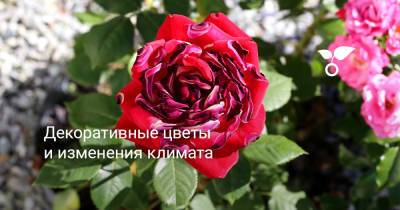 Декоративные цветы и изменения климата - botanichka.ru