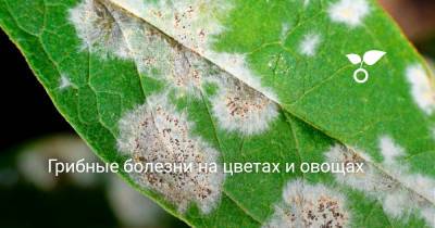 Грибные болезни на цветах и овощах - botanichka.ru