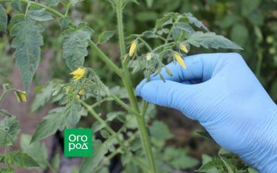Когда обрывать цветы на томатах в теплице и открытом грунте - ogorod.ru