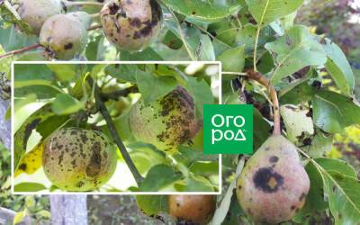 Парша на яблоне и груше: как бороться с болезнью и не допустить ее развития - ogorod.ru