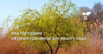 Ива Матсудана — ажурная красавица для вашего сада - botanichka.ru