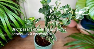 Экстравагантный педилантус — особенный суккулент - botanichka.ru