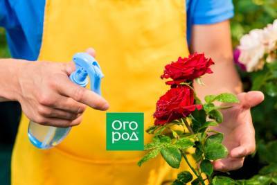 Ошибки, которые вы совершаете при выращивании роз - ogorod.ru
