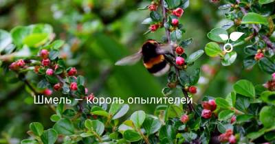 Шмель — король опылителей - botanichka.ru - Россия