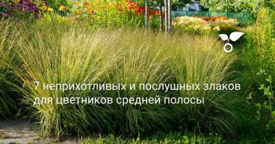 7 неприхотливых и послушных злаков для цветников средней полосы - botanichka.ru