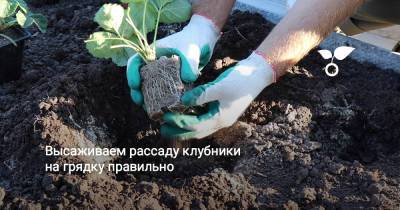 Высаживаем рассаду клубники на грядку правильно - botanichka.ru