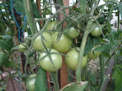Лунный календарь садовода: собираем зелёные томаты - oblgazeta.ru