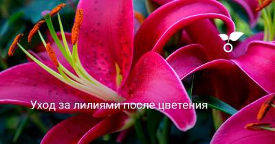 Уход за лилиями после цветения - botanichka.ru