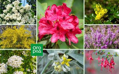 20 необычных кустарников для вашего сада – советует специалист. Часть 2 - ogorod.ru - Англия
