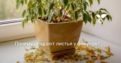 Почему опадают листья у фикусов? - botanichka.ru