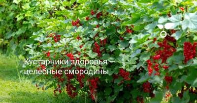 Кустарники здоровья — целебные смородины - botanichka.ru