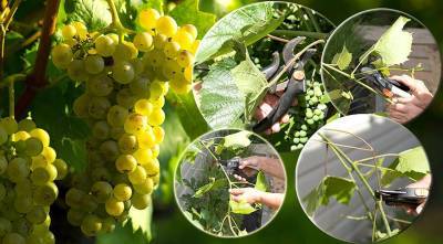 4 самых необходимых зеленых операций на винограде для большого урожая - supersadovnik.ru