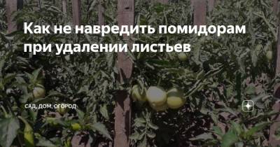 Как не навредить помидорам при удалении листьев - zen.yandex.ru