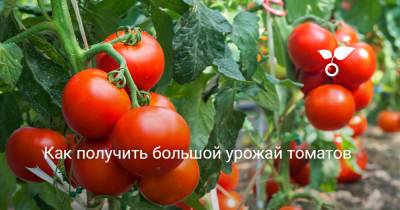 Как получить большой урожай томатов - botanichka.ru