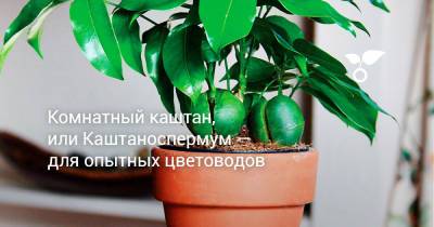 Комнатный каштан, или Каштаноспермум — для опытных цветоводов - botanichka.ru - Австралия