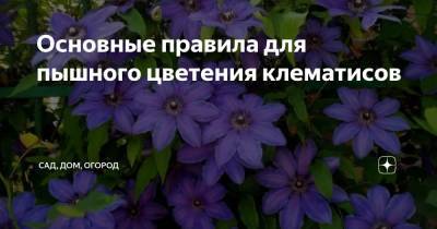 Основные правила для пышного цветения клематисов - zen.yandex.ru
