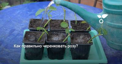 Как правильно черенковать розу? - botanichka.ru