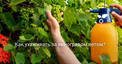 Как ухаживать за виноградом летом? - botanichka.ru - г. Виноград