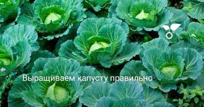 Выращиваем капусту правильно - botanichka.ru