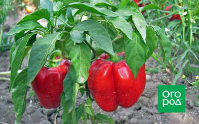 Гогошар – учимся выращивать и готовить любимый овощной перец - ogorod.ru