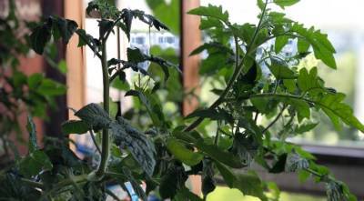 Почему помидоры жируют, дают много пустоцветов, опадают завязи: разбираем проблемы с урожаем - supersadovnik.ru