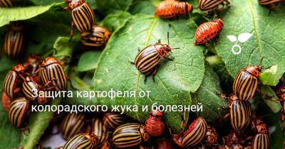 Защита картофеля от колорадского жука и болезней - botanichka.ru