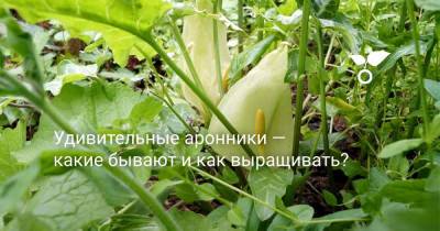 Удивительные аронники — какие бывают и как выращивать? - botanichka.ru