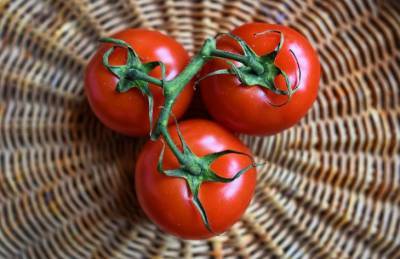 Уход за помидорами в теплице в августе: что нужно сделать для богатого урожая - belnovosti.by