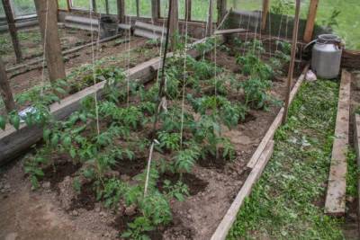 Что можно сажать рядом с помидорами в теплице и огороде - belnovosti.by