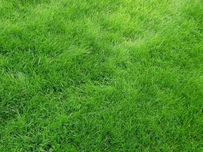 Газонная трава которую не надо стричь - mas-te.ru