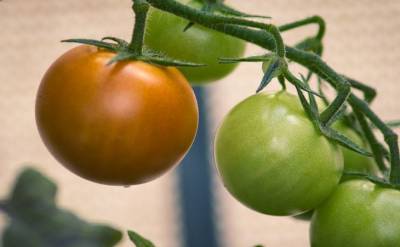 Когда и как правильно срывать зеленые помидоры для дозревания - belnovosti.by
