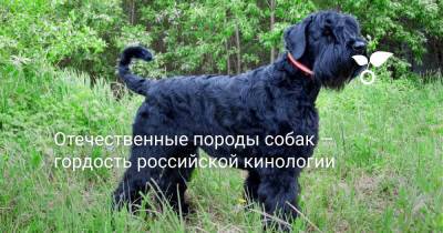 Отечественные породы собак — гордость российской кинологии - botanichka.ru - Россия