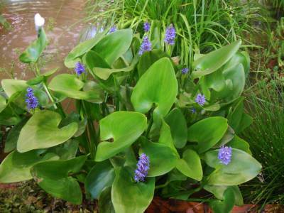 Понтедерия сердцевидная – растение для мелководий - greeninfo.ru