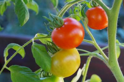 Почему помидоры в теплице выросли безвкусными - belnovosti.by