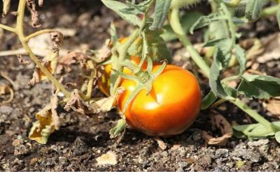 Почему чернеет низ помидора: чего не хватает плодам - belnovosti.by