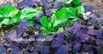 Горчица как сидерат - botanichka.ru