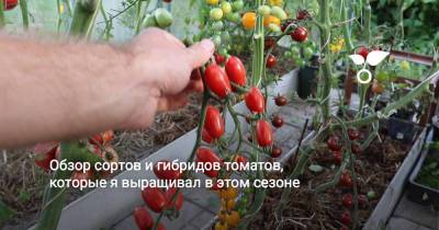 Обзор сортов и гибридов томатов, которые я выращивал в этом сезоне - botanichka.ru