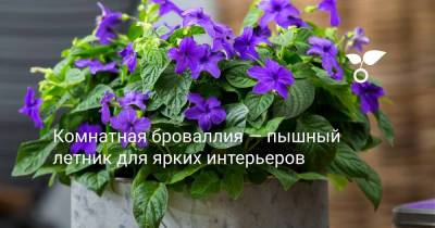 Комнатная броваллия — пышный летник для ярких интерьеров - botanichka.ru