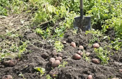 Что можно посадить на месте выкопанного раннего картофеля - belnovosti.by