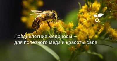 Позднелетние медоносы — для полезного меда и красоты сада - botanichka.ru