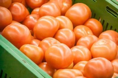Почему помидоры в теплице выросли несладкие: как это исправить - belnovosti.by