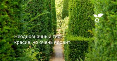 Неоднозначный тис — красив, но очень ядовит - botanichka.ru
