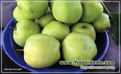 Правда ли что зеленые яблоки не вызывают аллергию? - vsaduidoma