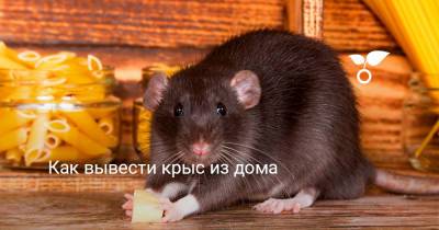 Как вывести крыс из дома - botanichka.ru