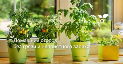 Домашний огород без грязи и неприятного запаха - botanichka.ru