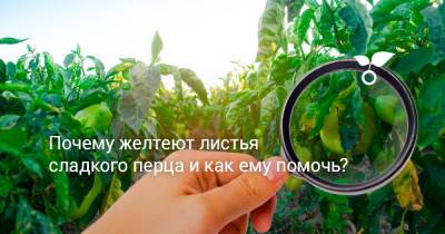 Почему желтеют листья сладкого перца и как ему помочь? - botanichka.ru