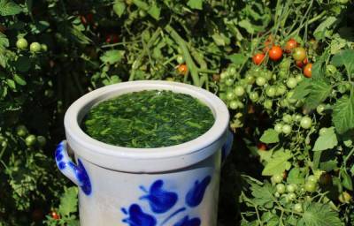 Как можно использовать ботву томатов с выгодой для сада и огорода - ogorod.ru